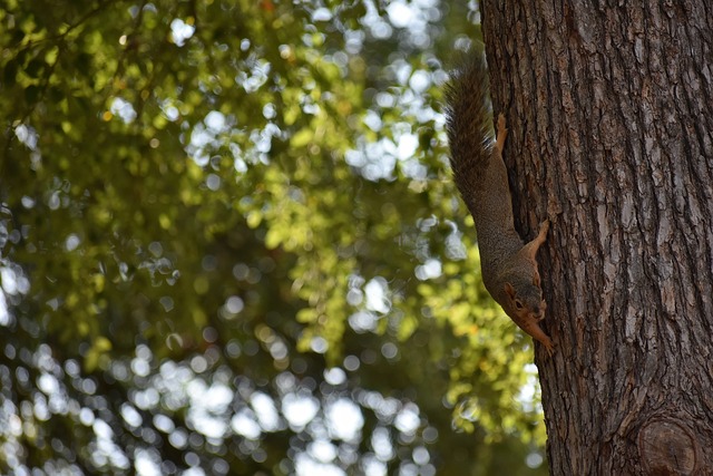 通过博格巴 通过博格巴